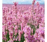 semi di lavanda selvatici giardino letto giardino elevato resistente tagliati balcone resistenti semi 300pcs