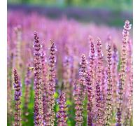 semi di lavanda semi d'estate decorazione reale lavanda selvatica balcone selvatica, autunno, perenne 750pcs