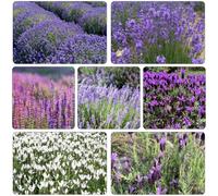 semi di lavanda semi di giardino balcone 200pcs
