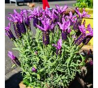 semi di Lavanda - semi di giardino di per luoghi soleggiati resistenti per il giardino vecchie varietà semi di selvatiche prodotti sostenibili 250pcs