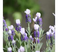 Semi di lavanda, semi di selvatici da esterno resistenti decorazione da giardino per esterni resistenti per il giardino per luoghi 250pcs