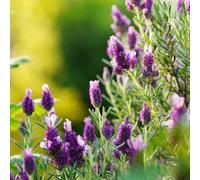 Semi di lavanda, semi di selvatici rare semi di selvatiche regali da giardino per le donne copertura del terreno giardino di regali per gli 650pcs