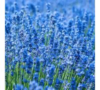 semi di lavanda tagliati di autunno resistenti giardino semi selvatici balcone resistenti selvatici 400pcs