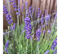 semi di lavanda - tappezzante resistente interno balcone resistenti 150pcs