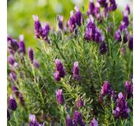 semi di lavanda - tappezzanti in vaso rialzata balcone 300pcs