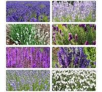 semi di lavanda varietà antiche interno giardino sul balcone 350pcs