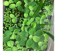 Semi di lenticchia d'acqua acquatiche acquario、in vaso da laghetto,balcone da serra semi di,aiuole rialzate per giardino da laghetto resistenti,100pcs