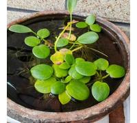 Semi di lenticchia d'acqua,acquatiche mini laghetto、vaso per decorazioni galleggianti per laghetti,da esterno da giardino resistenti perenni 800pcs