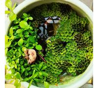 Semi di lenticchia d'acqua,da appartamento a crescita rapida acquatiche acquario、in vaso resistenti per il giardino semi di,regali per gli amanti 300pcs