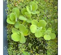 Semi di lenticchia d'acqua da giardino,decorazioni da giardino per esterni da laghetto resistenti,in vaso acquatiche resistenti per stagni,regali da 250pcs