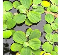 Semi di lenticchia d'acqua da laghetto,balcone da serra acquatiche mini laghetto、vaso per da appartamento a crescita rapida resistenti per il 400pcs