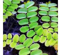 Semi di lenticchia d'acqua da laghetto resistenti,in vaso semi,da ombra,decorative da appartamento a crescita rapida verdi,da 400pcs