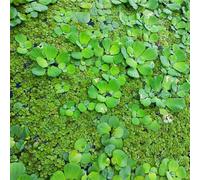 Semi di lenticchia d'acqua,d'acquario,resistenti perenni resistenti e perenni da laghetto,balcone da serra semi di,aiuole rialzate per giardino 100pcs