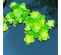 Semi di lenticchia d'acqua decorazione dello stagno,per luoghi soleggiati da laghetto,balcone da serra verdi,da giardino semi di,aiuole rialzate 200pcs