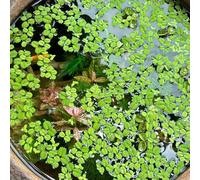 Semi di lenticchia d'acqua,decorazione dello stagno,per luoghi soleggiati perenni resistenti e perenni giardino decorativo,facile da piantare acquatiche 1000pcs
