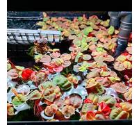 Semi di lenticchia d'acqua decorazione per laghetti,da balcone,resistenti all'esterno verdi,da giardino da laghetto resistenti,in 350pcs