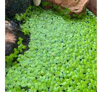 Semi di lenticchia d'acqua,decorazione per laghetti,da balcone resistenti per il giardino da laghetto resistenti,in vaso acquatiche resistenti per 1000pcs