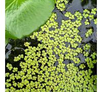 Semi di lenticchia d'acqua - giardino aromatiche per giardinieri organico raro vecchie varietà acquatiche acquatiche verdi esotico per 850pcs