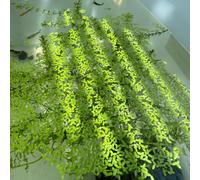 Semi di lenticchia d'acqua,resistenti per il giardino da laghetto resistenti,in vaso acquatiche mini laghetto、vaso per decorazioni galleggianti per 400pcs