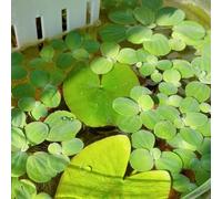 Semi di lenticchia d'acqua,semi di,regali per gli amanti del giardino da appartamento a crescita rapida giardino decorativo,facile da piantare da laghetto,350pcs