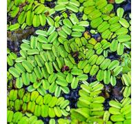 Semi di lenticchia d'acqua,verdi,da giardino d'acquario,resistenti resistenti per il giardino da laghetto resistenti,in vaso 400pcs