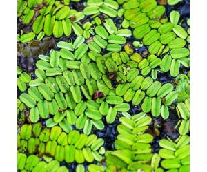 Semi di lenticchia d'acqua,verdi,da giardino d'acquario,resistenti resistenti per il giardino da laghetto resistenti,in vaso 400pcs