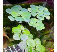 Semi di lenticchia d'acqua verdi,da giardino decorazione per laghetti,da balcone acquatiche acquario、in vaso da laghetto,balcone da serra 800pcs