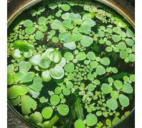 Semi di lenticchia d'acqua verdi,da giardino semi,da ombra,decorative da giardino resistenti perenni decorazione dello stagno,per luoghi 500pcs