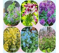 Semi di Lerchensporn, Corydalis solida, semi di come per gli ospiti resistenti per il giardino copertura del terreno 120pcs