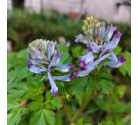 Semi di Lerchensporn, da esterno resistenti Corydalis solida, copertura del terreno decorazione da giardino per esterni semi di come per gli ospiti 300pcs