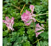 semi di Lerchensporn - giardino primaverili semi di balcone giardino che amano l'ombra, resistenti 350pcs