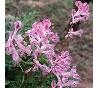 Semi di Lerchensporn, semi di come per gli ospiti Corydalis solida, resistenti per il giardino semi biologici da esterno resistenti 80pcs