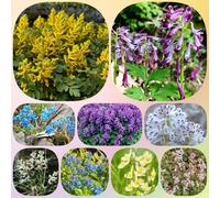 Semi di Lerchensporn, vecchie varietà Corydalis solida, semi di come per gli ospiti decorazione da giardino per esterni semi biologici da balcone 200pcs