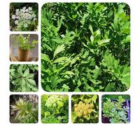 semi di levistico, giardino aromatiche selvatiche semi di aromatiche medicinali vecchie varietà da giardino verdi prodotti sostenibili 350pcs