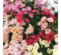 semi di lewisia porcellana - appartamento giardino selvatici 300pcs