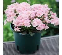 semi di lewisia porcellana - autunnale esotiche estremamente resistenti balcone giardino 150pcs