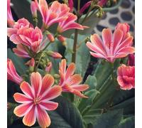semi di lewisia porcellana - autunnale giardino roccioso interno 250pcs
