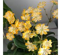 semi di lewisia porcellana - balcone decorazione soggiorno appartamento perenni resistenti 40pcs