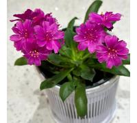 semi di lewisia porcellana - giardino resistenti balcone autunnale tappezzante perenni 400pcs
