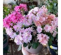semi di lewisia porcellana - giardino resistenti balcone rocciose decorazione 600pcs