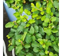 semi di ligustro - esotiche decorative resistenti giardino 300pcs