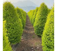 Semi di ligustro - resistenti per giardini rocciosi resistenti semi di biologiche raro esotico balcone vecchie varietà giardino 100pcs
