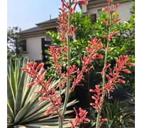 semi di lilio di palma balcone resistenti bonsái giardino balcone con parterre interno reale selvaggio selvaggio perenne resistenti 10pcs