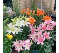 Semi di Lilium, resistenti all'esterno semi di come per gli ospiti serre da balcone giardino rare recisi amici autunnali 40pcs