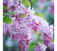 semi di lillà Aiule rialzate per il giardino Giardino roccioso: resistenti al pieno sole da roccioso serre da balcone Vecchie varietà resistenti 400pcs