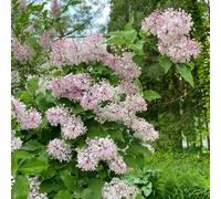 semi di lillà - Aiuole rialzate per il giardino decorazioni giardino per esterni balcone varietà antiche biologiche interno d'appartamento esotiche 300pcs