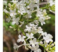 semi di lillà da giardino decorazioni da giardino per esterni roccioso rampicanti recisi balcone Vecchie varietà resistenti roccioso: 450pcs