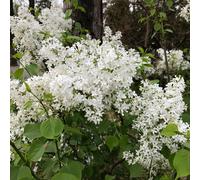 Semi di lillà, da giardino roccioso resistenti semi biologici per luoghi soleggiati esotiche giardino di arbusti vecchie 150pcs