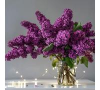 Semi di lillà, da giardino roccioso resistenti vecchie varietà per luoghi soleggiati semi di rare giardino di arbusti semi biologici decorazione 85pcs