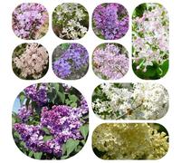 semi di lillà da giardino roccioso varietà antiche biologiche da giardino d'appartamento esotiche resistenti, adatte al pieno sole. decorativi 500pcs